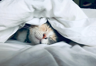 Chat qui dort sous la couette